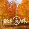 美國(guó)紅楓夕陽(yáng)紅