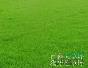 江蘇百慕大草坪最新報(bào)價(jià)/百慕大草坪圖片
