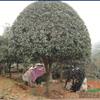 湖南桂花3介紹