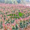 澤熙紅葉石楠~專業(yè)培育~實景苗圃~高桿紅葉石楠~紅葉石楠球