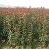 紅葉石楠、紅帽月季、法國(guó)冬青、龜甲冬青、豐花月季、劍麻、灑金