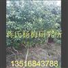 楊梅苗 楊梅苗價(jià)格 楊梅苗供應(yīng) 楊梅樹(shù)