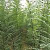 國槐小苗種植方法 國槐小苗培基基地大量出售國槐小苗 速生國槐