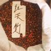 綠化苗木當(dāng)年新采苗木種子，紅天竹種子 南天竺種子