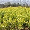 2-3-4公分河南高桿紅葉石楠