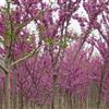 巨紫荊 安徽巨紫荊規(guī)格齊全 巨紫荊價(jià)格