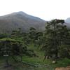 高端大氣上檔次 山東油松黑松精品黑松 造型黑松 園林供應(yīng) 