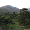 景觀松樹 山東油松黑松精品黑松 造型黑松 園林工程