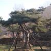 山東造型油松  萊蕪造型黑松  優(yōu)精品黑松 造型黑松 供應(yīng) 