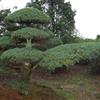 造型五針?biāo)勺钚聝r(jià)格/造型五針?biāo)蓤?bào)價(jià)