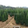 河南檜 塔柏 刺柏