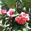 茶花（花露珍）