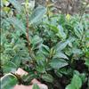 供應(yīng)30公分高茶梅