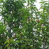 紅花木蓮 紅花木蓮價(jià)格