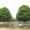 精品桂花 冠幅3米以上