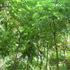 火炬樹報價/江蘇火炬樹報價