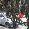 供應(yīng)5-15公分紫葉李