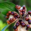 供應(yīng)油用牡丹籽 菏澤油用牡丹種子 鳳丹白種子 實(shí)生苗1年2年