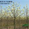 白玉蘭1最新價(jià)格/白玉蘭1報(bào)價(jià)