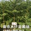 江蘇臭椿最新報(bào)價(jià)/臭椿圖片