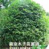 江蘇桂花最新報(bào)價(jià)/桂花圖片