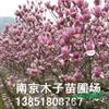 江蘇紅玉蘭信息