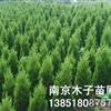 蜀檜行情報(bào)價(jià)\蜀檜圖片展示