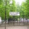 水杉報(bào)價(jià)/江蘇水杉報(bào)價(jià)