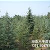 江蘇雪松2