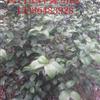 湖南50-60公分的茶花毛球介紹