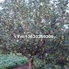 河北京紅海棠最新報(bào)價(jià)/京紅海棠圖片
