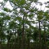 四川樂山樸樹，米徑18cm
