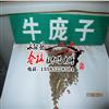 進(jìn)口牛蒡子種子 牛菜 大力子 惡實(shí) 牛龐子 東洋參 牛鞭菜 