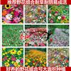 批發(fā)多種 南北方 進(jìn)口野花組合 野花組合多年生 野花組合種子