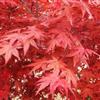 日本紅楓，綠化苗木，常年紅，色彩艷麗