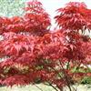 紅楓小苗，日本紅楓種子，品種純正，色彩艷麗