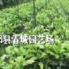 成都地區(qū)供應(yīng)灑金珊瑚