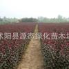 【苗圃直銷】紫葉矮櫻 紫葉矮櫻小苗 基地批發(fā)各種規(guī)格綠化苗木