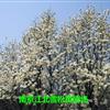 白玉蘭苗木價(jià)格表 白玉蘭價(jià)格