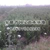 龍柏小苗基地供應/龍柏小苗基地圖片
