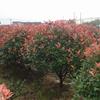 紅葉石楠球最新價(jià)格/紅葉石楠球報(bào)價(jià)