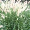 山東狼尾草批發(fā)|青州狼尾草哪家好
