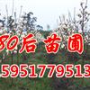 白玉蘭價格信息 2014白玉蘭價格表