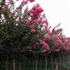 愛妃家紅花紫薇樹苗低價(jià)促銷，樹形美，品種好，無病害，規(guī)格齊
