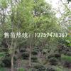 紫薇 紫薇最新價格 紫薇小苗 浙江紫薇