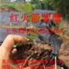純正的重慶紅火箭紫薇小苗30-50馳騰苗木大量直銷