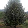 浙江茶花苗圃直供 茶花自產(chǎn)自銷 茶花價(jià)格優(yōu)惠