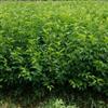 速生櫻花小苗 嵊州速生櫻花 速生櫻花小苗價格