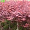 紅楓 浙江紅楓苗圃直銷 紅楓價格優(yōu)惠