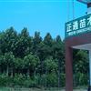供應(yīng)優(yōu)質(zhì)法桐，綠化苗木